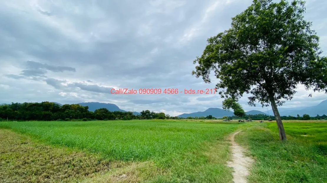 bds.re 217 thumb 1779581210 bds.re-0909094566