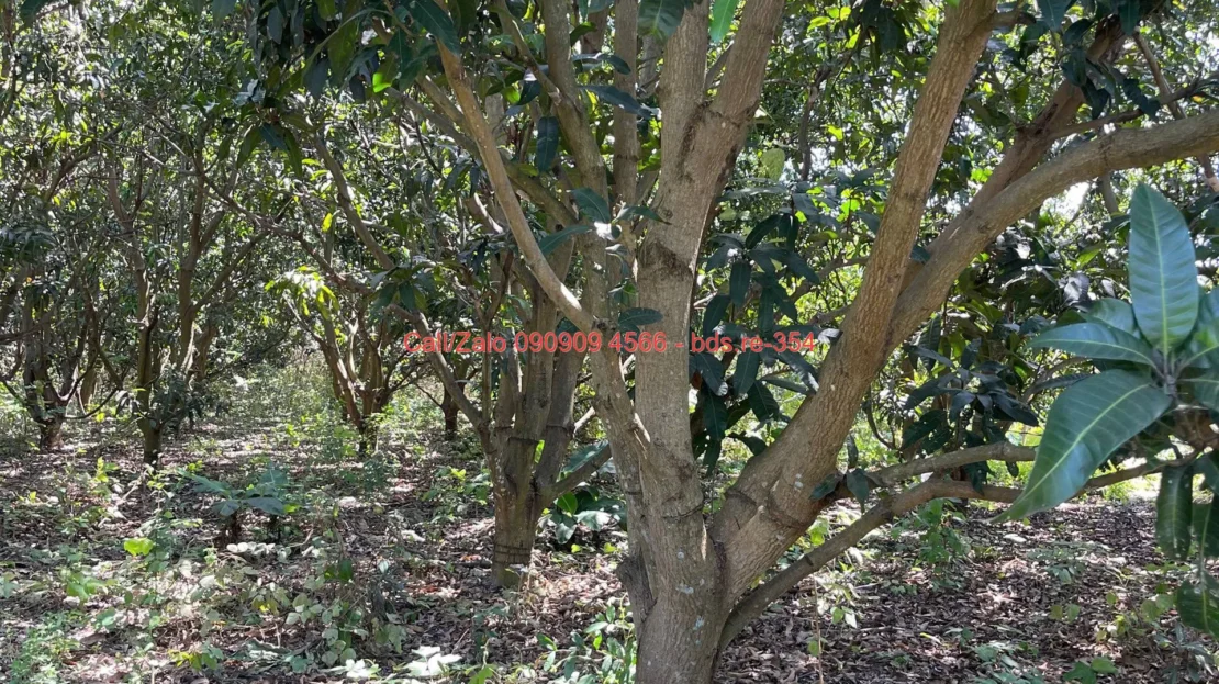 bds.re 354 thumb 1779245809 bds.re-0909094566